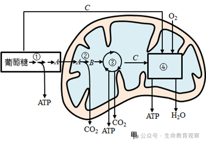 2024高考生物热点预测 第10张