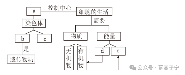 【中考生物】2024年中考生物二轮复习专题配套测试题一生物体的结构层次(含解析) 第12张