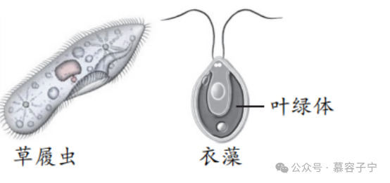 【中考生物】2024年中考生物二轮复习专题配套测试题一生物体的结构层次(含解析) 第4张