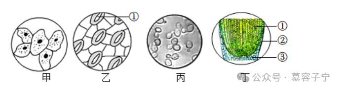 【中考生物】2024年中考生物二轮复习专题配套测试题一生物体的结构层次(含解析) 第18张