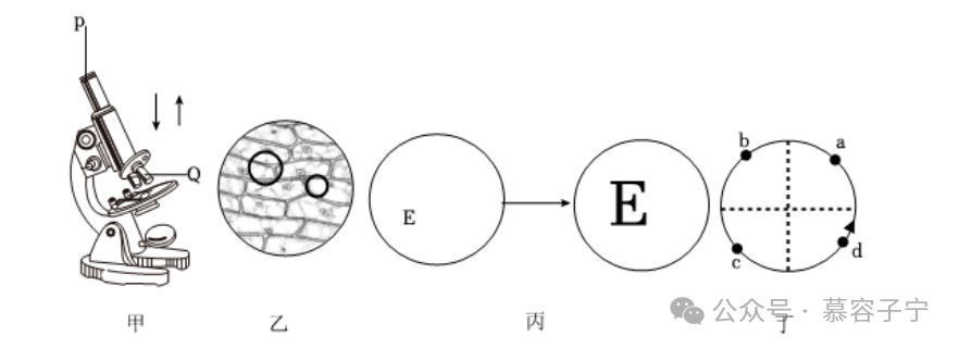 【中考生物】2024年中考生物二轮复习专题配套测试题一生物体的结构层次(含解析) 第19张