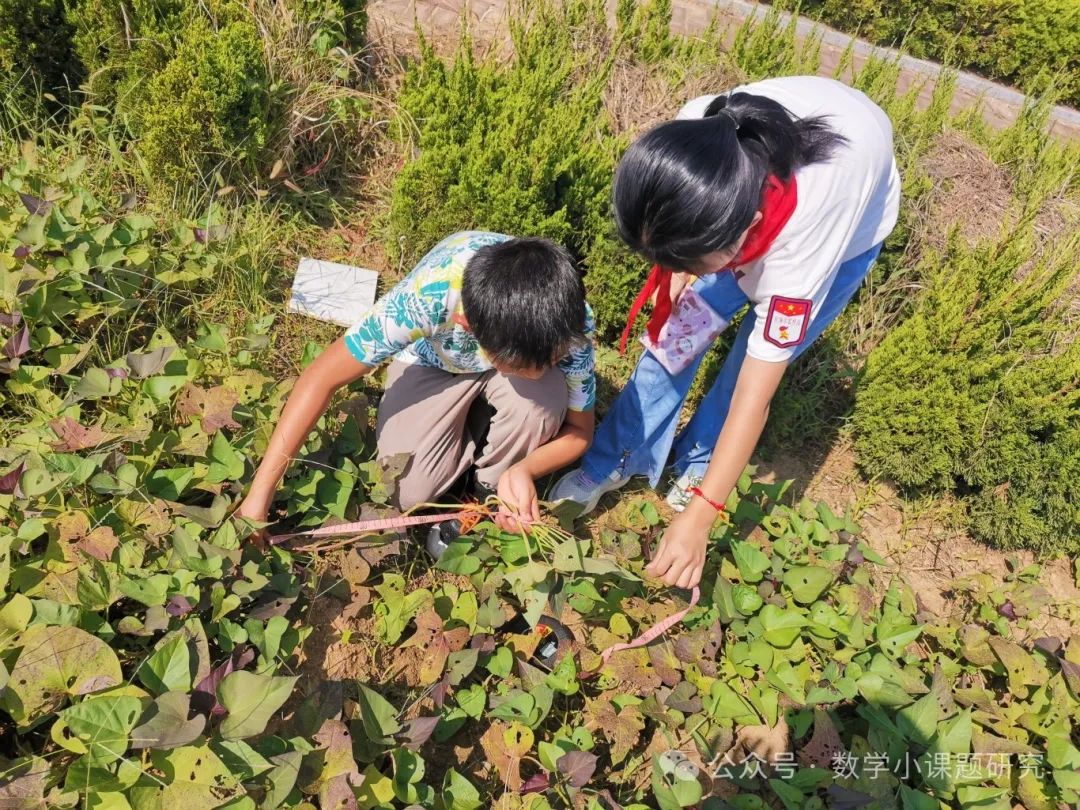 小学数学跨学科主题学习实践案例——小红薯成长记 第8张