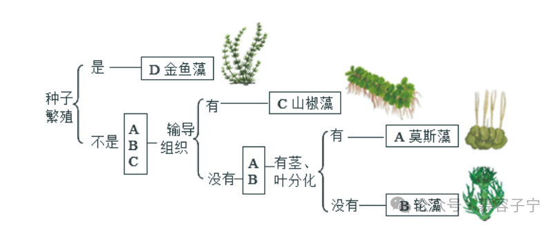 【中考生物】2024年中考生物二轮复习专题配套测试二 生物的多样性(含答案及解析) 第13张