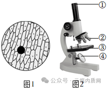 0602初中生物中考押题预测卷选择题及答案 第2张