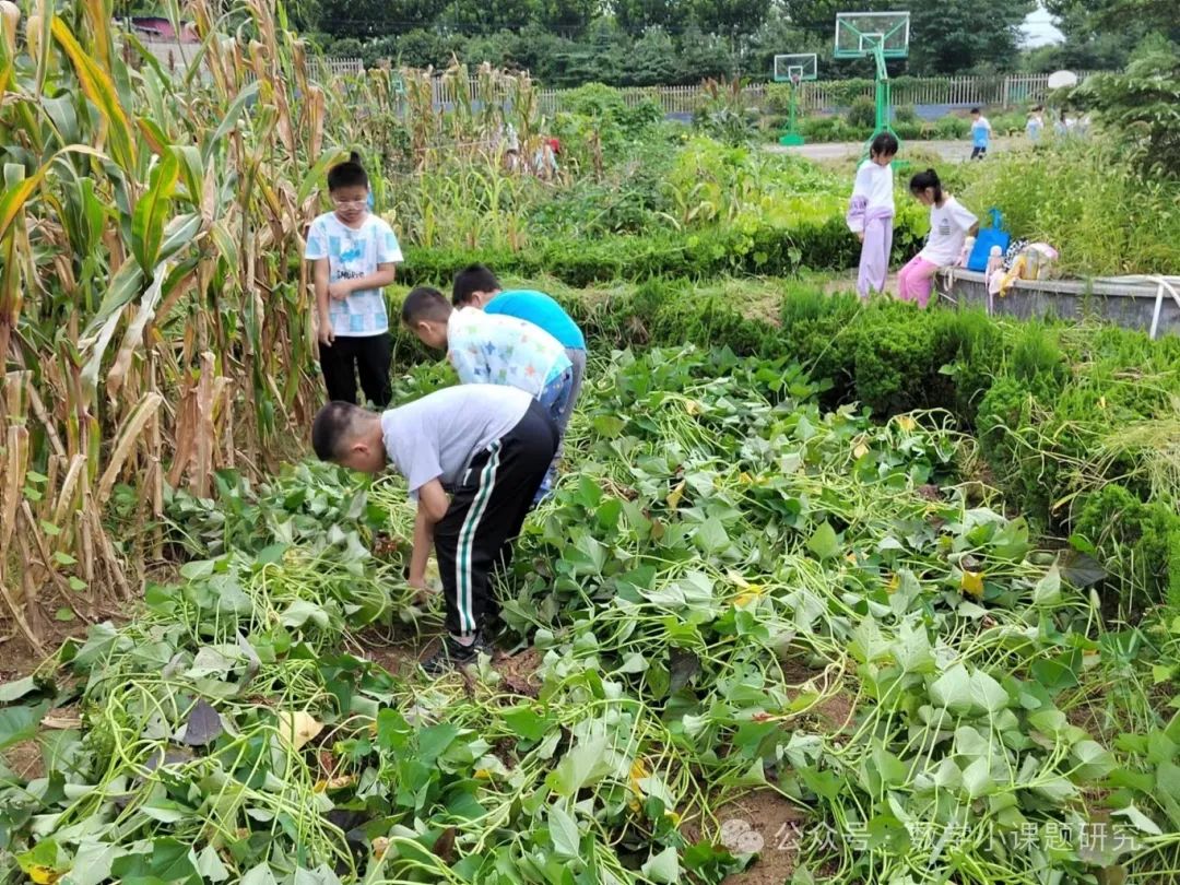 小学数学跨学科主题学习实践案例——小红薯成长记 第10张