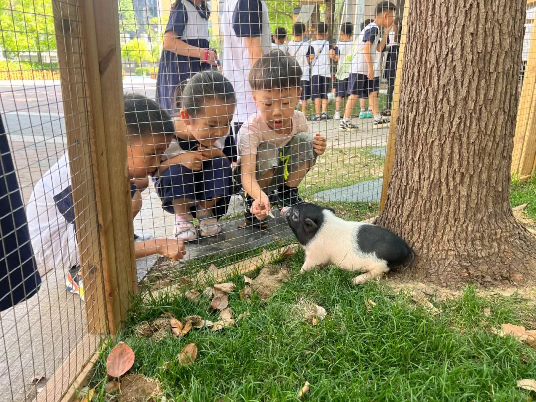 【幼小衔接】初探小学,赴一场成长之约——郑州市中原区锦艺实验幼儿园大班参观锦艺小学 第20张