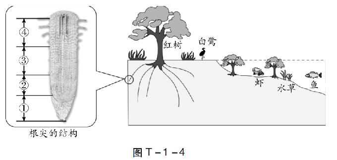 【中考生物】中考题型+解题技巧分析→读题理解 第18张