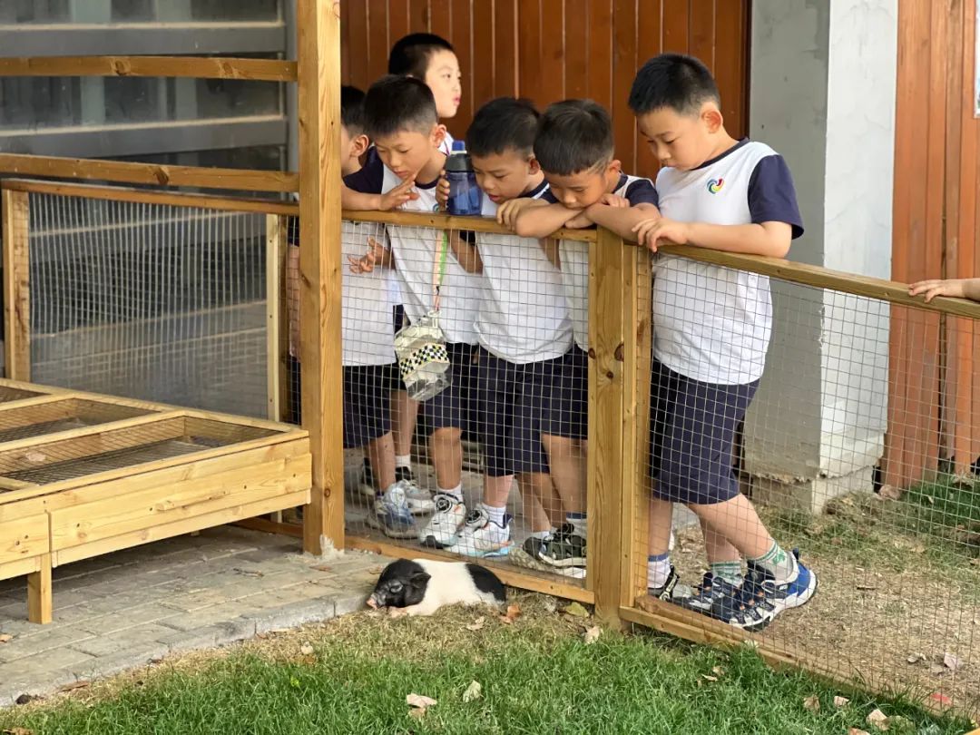 【幼小衔接】初探小学,赴一场成长之约——郑州市中原区锦艺实验幼儿园大班参观锦艺小学 第16张