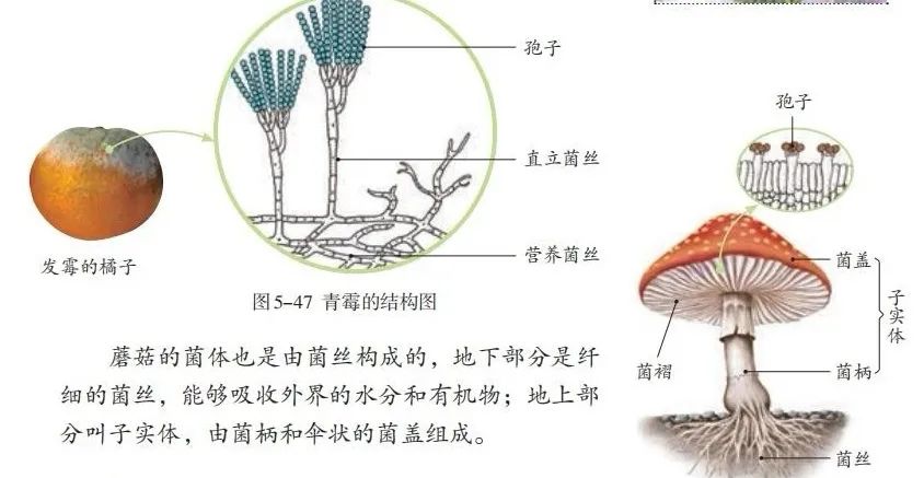 2024年中考生物考前课本重点图片回顾 第18张