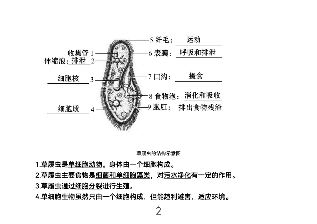 2024年中考生物考前课本重点图片回顾 第2张