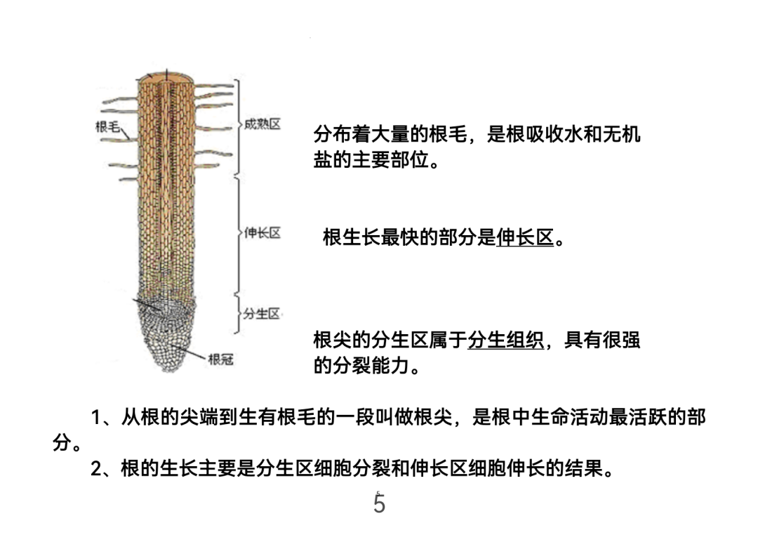 2024年中考生物考前课本重点图片回顾 第5张