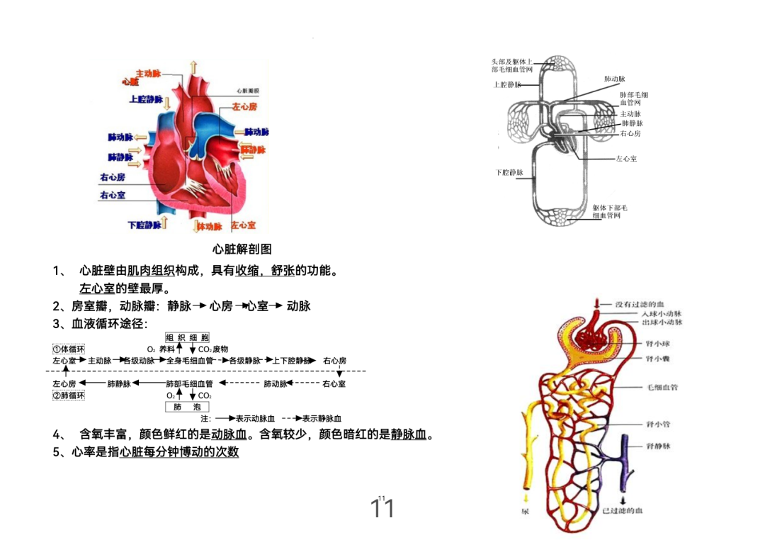 2024年中考生物考前课本重点图片回顾 第11张