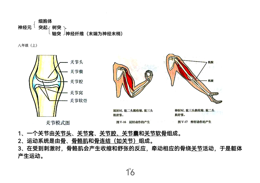 2024年中考生物考前课本重点图片回顾 第16张