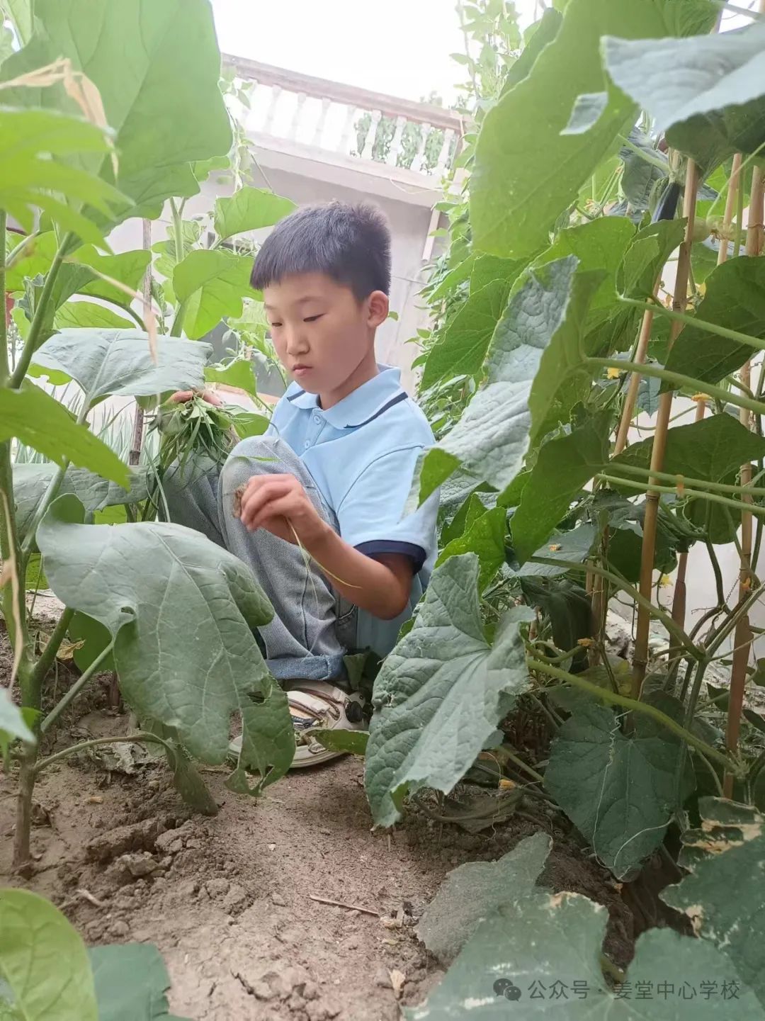 芒种芒种  连收带种——姜堂小学北校区秦杨小学“芒种”主题活动 第11张