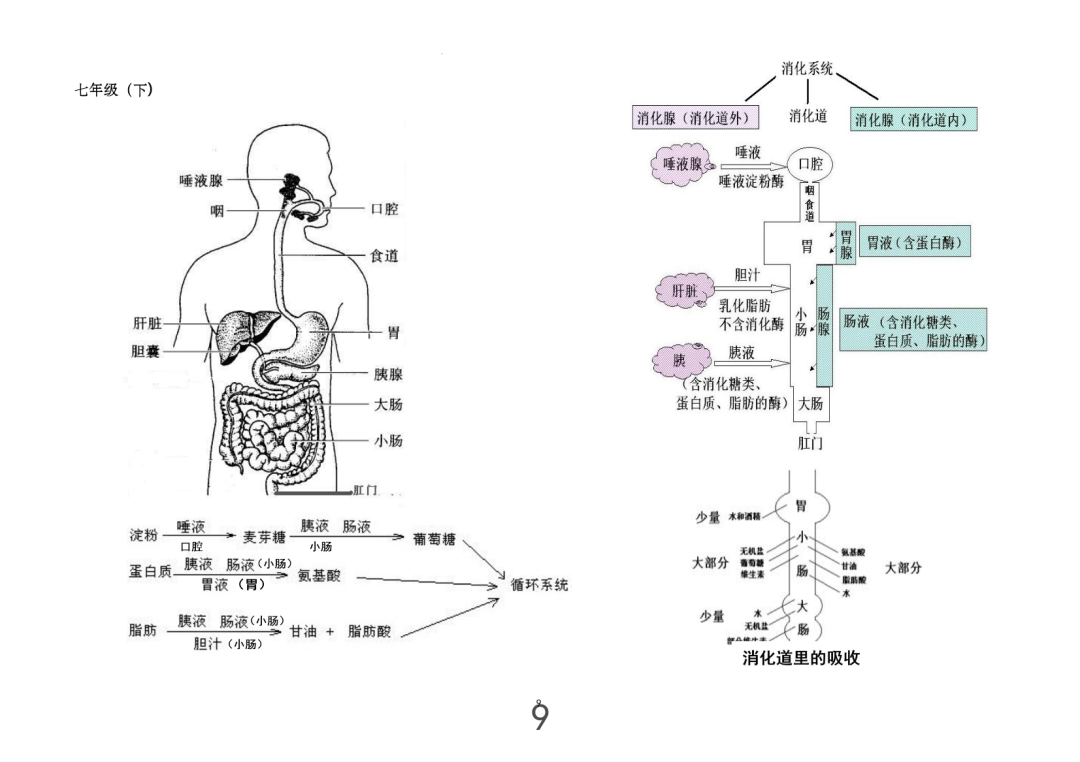 2024年中考生物考前课本重点图片回顾 第9张