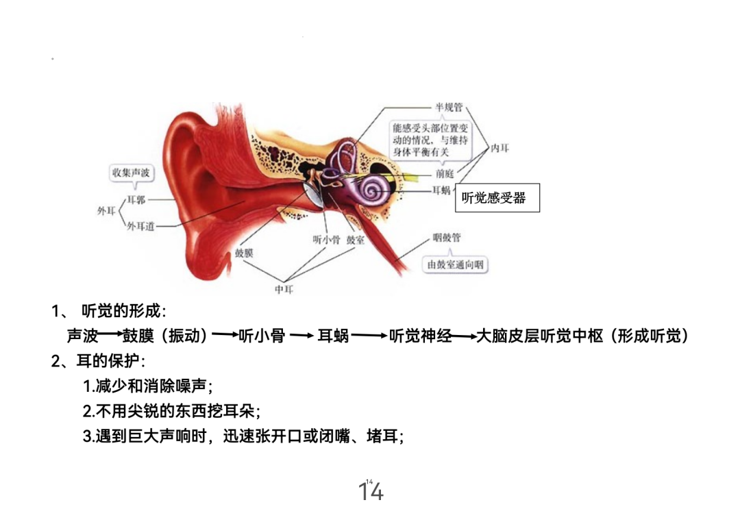 2024年中考生物考前课本重点图片回顾 第14张