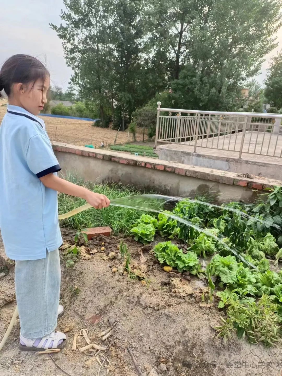 芒种芒种  连收带种——姜堂小学北校区秦杨小学“芒种”主题活动 第9张