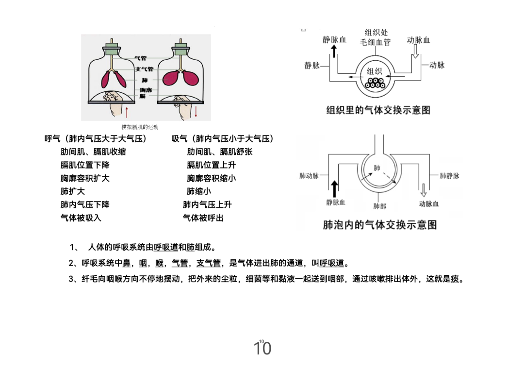 2024年中考生物考前课本重点图片回顾 第10张