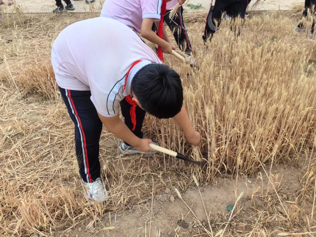 “芒”有所获,“种”有所得——科奥小学五年级劳动实践活动 第16张