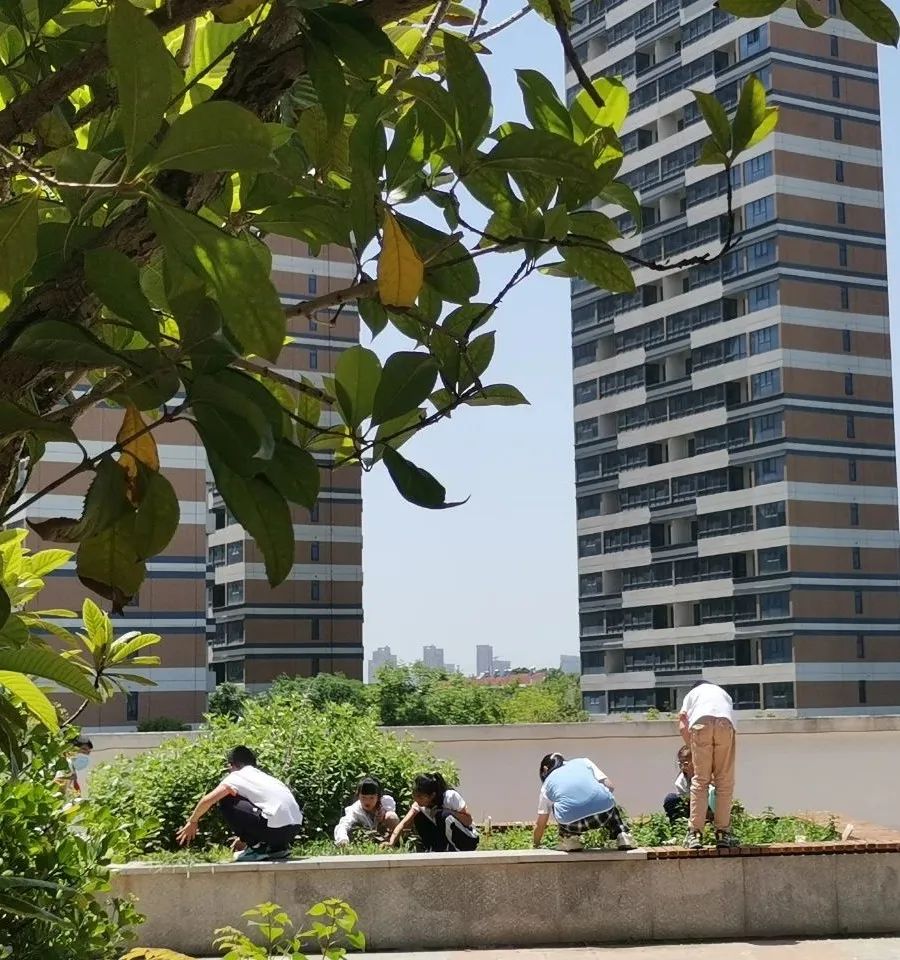 妙笔绘百草 丹心传国粹——合肥市习友小学五年级中草药种植系列活动 第5张