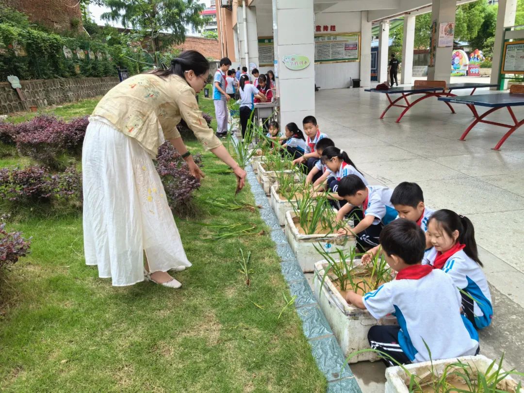 十堰市茅箭区火车站小学开展插秧苗劳动体验活动 第3张