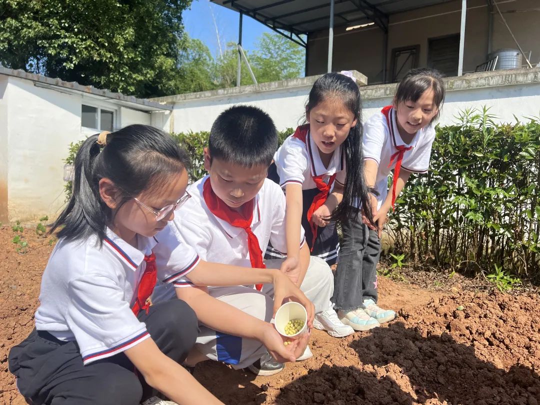 【儿童友好系列活动】奕棋镇中心小学:深耕劳动教育 赋能学生成长(一百零七) 第5张