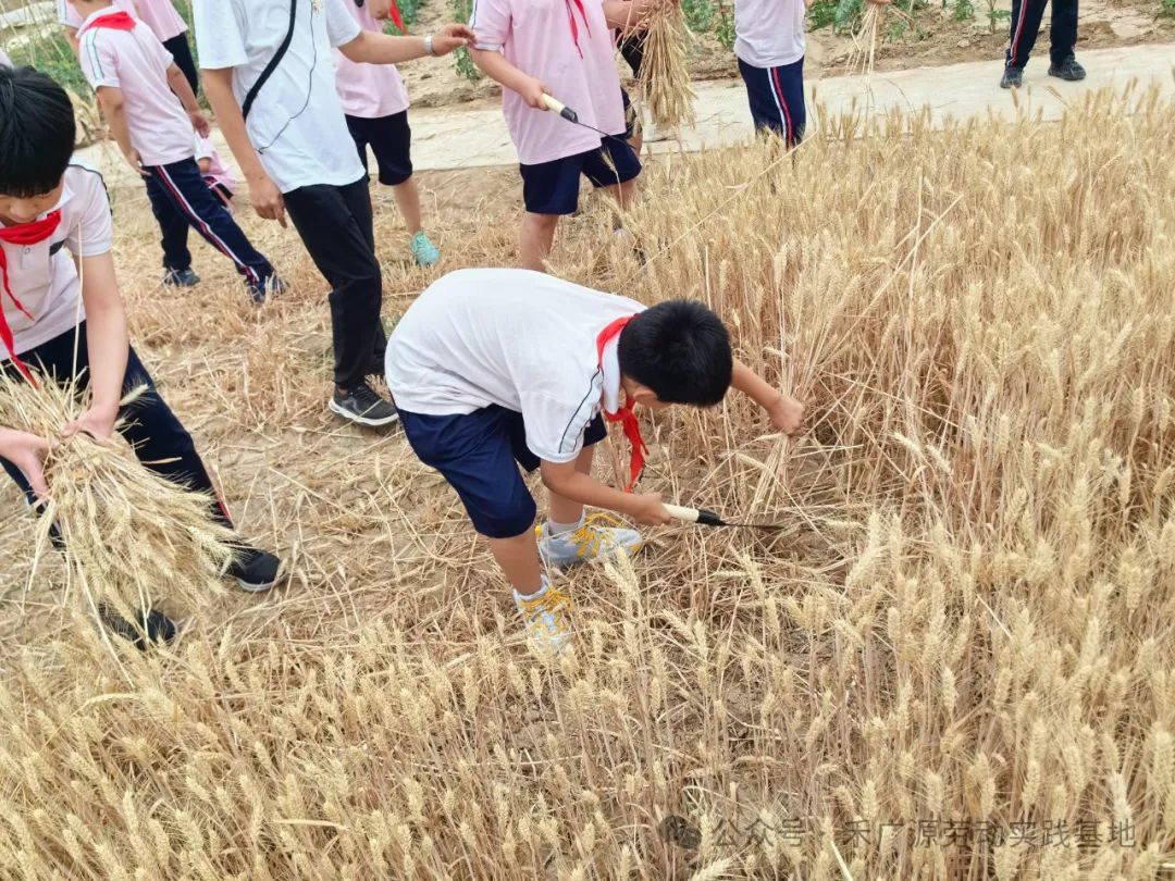 “芒”有所获,“种”有所得——科奥小学五年级劳动实践活动 第18张