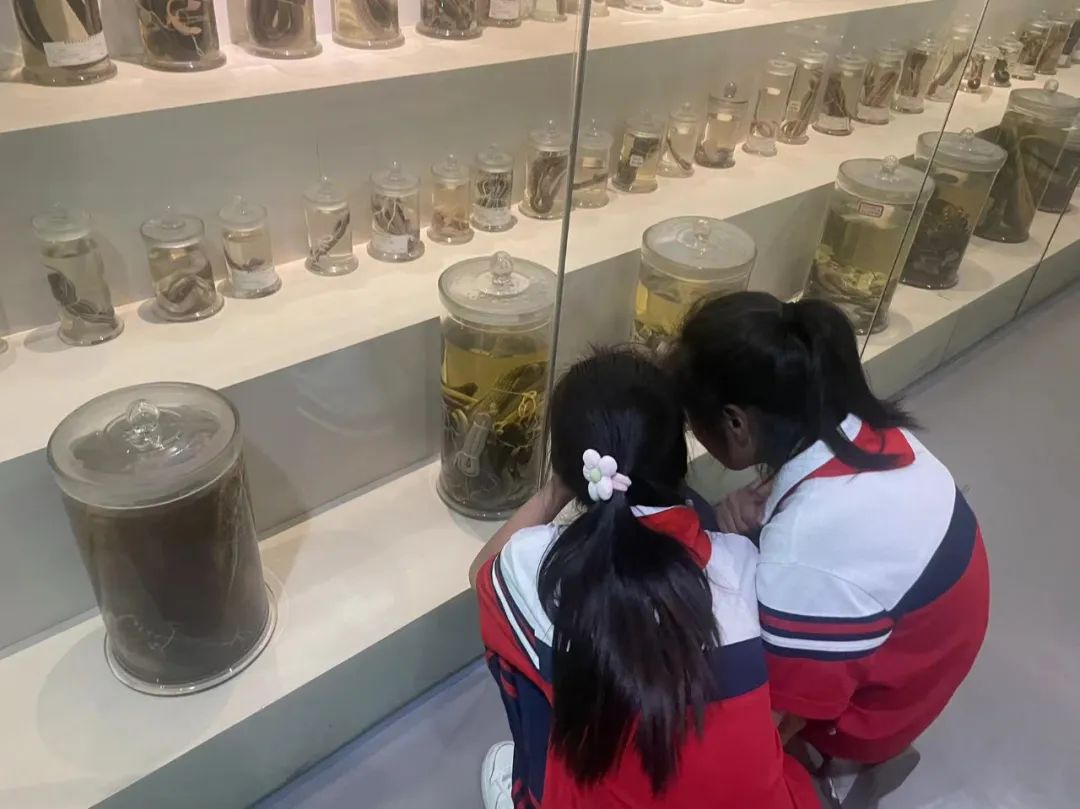 环境日科普之旅:黄冈市考棚小学学生走进生物科普馆 第21张