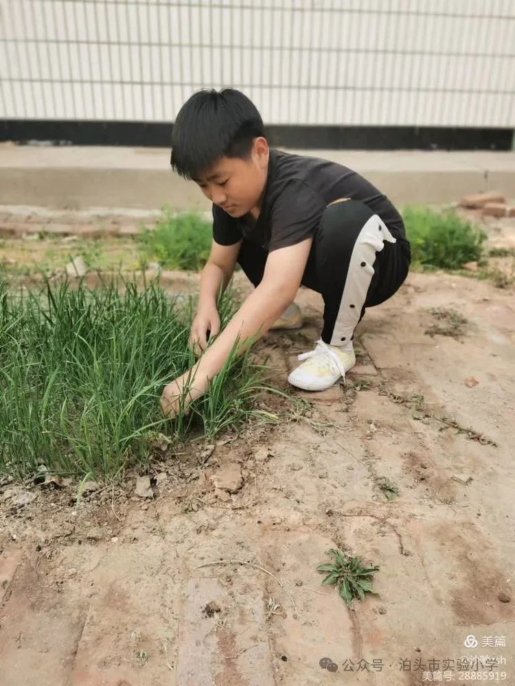 二十四节气之芒种——实验小学综合实践活动 第6张