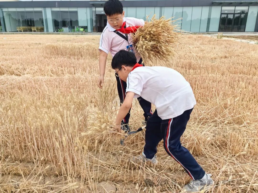 “芒”有所获,“种”有所得——科奥小学五年级劳动实践活动 第22张