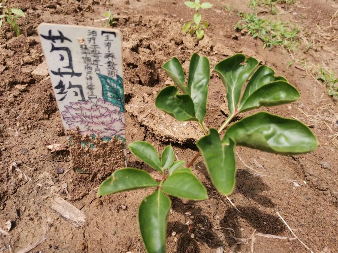 妙笔绘百草 丹心传国粹——合肥市习友小学五年级中草药种植系列活动 第7张