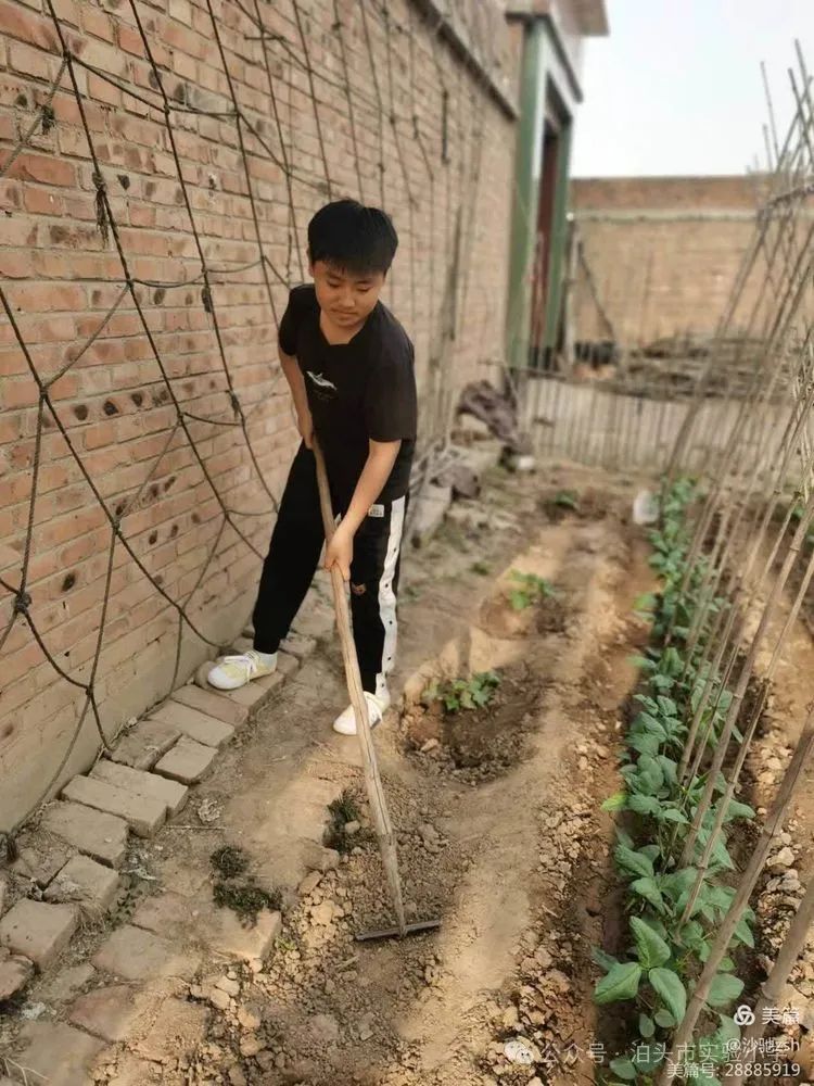 二十四节气之芒种——实验小学综合实践活动 第4张