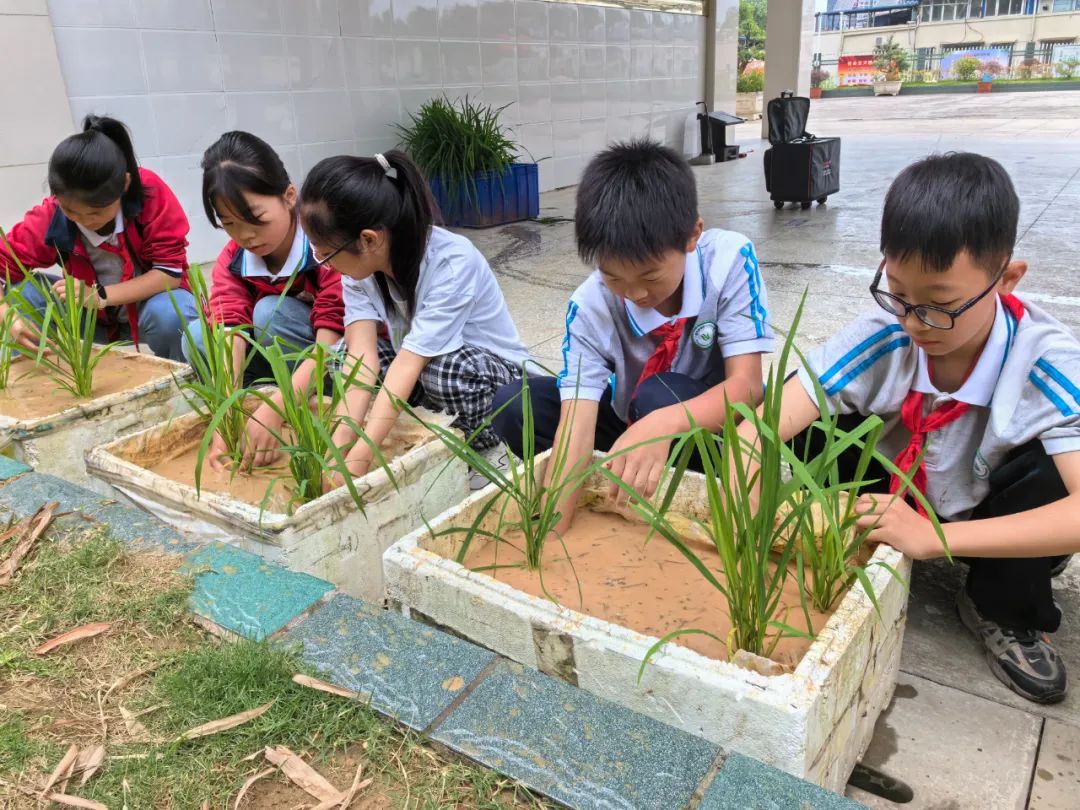 十堰市茅箭区火车站小学开展插秧苗劳动体验活动 第2张