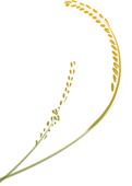 芒种至,盛夏始——蠡吾镇中心小学二十四节气系列主题教育活动 第3张