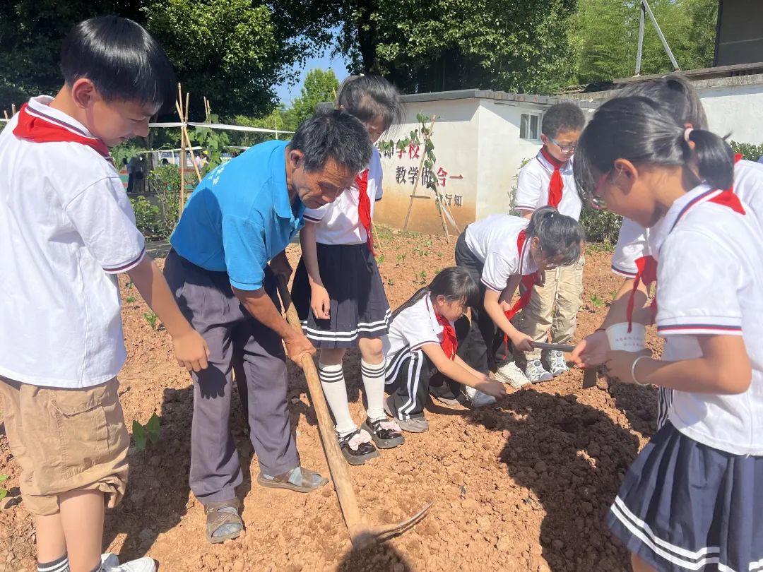 【儿童友好系列活动】奕棋镇中心小学:深耕劳动教育 赋能学生成长(一百零七) 第2张