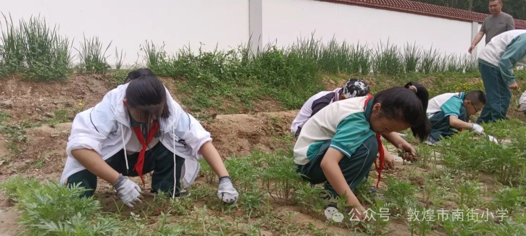 “时节·敦煌 传承有我”敦煌市南街小学开展二十四节气——芒种主题活动 第21张