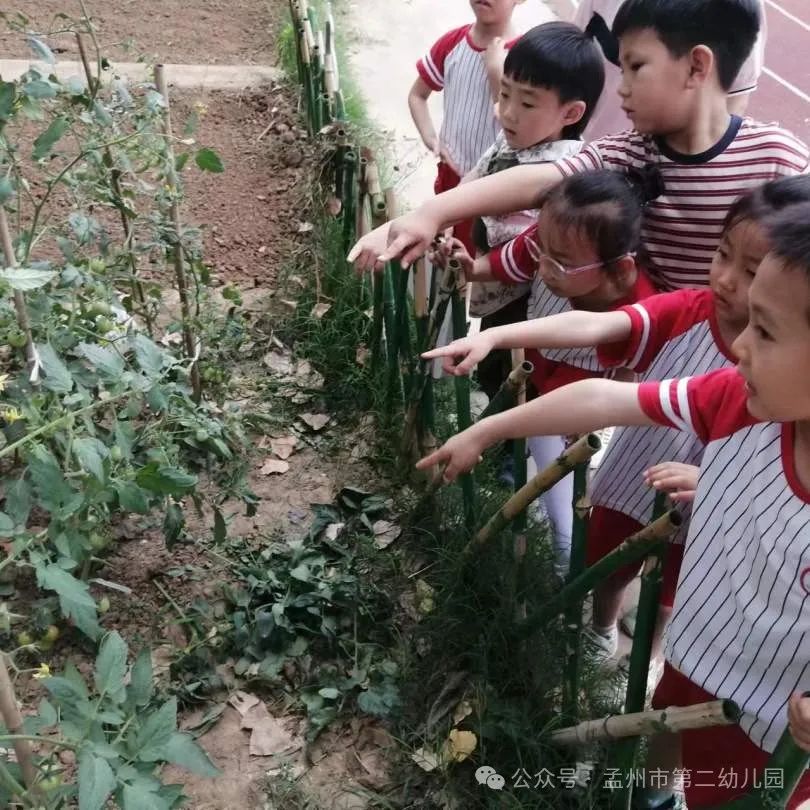 亲爱的小学,我来啦!——孟州市第二幼儿园参观小学活动 第70张