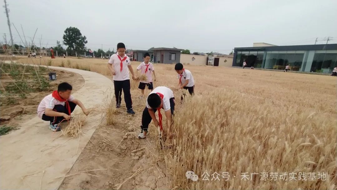 “芒”有所获,“种”有所得——科奥小学五年级劳动实践活动 第9张