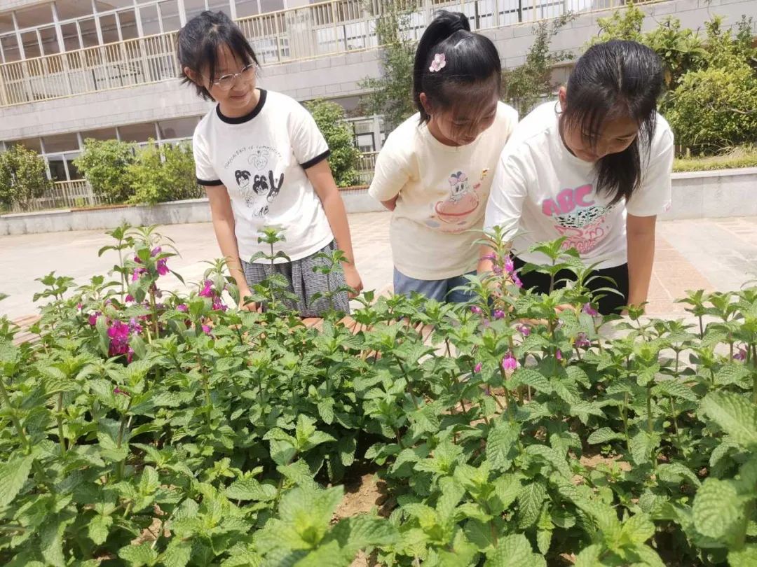 妙笔绘百草 丹心传国粹——合肥市习友小学五年级中草药种植系列活动 第8张