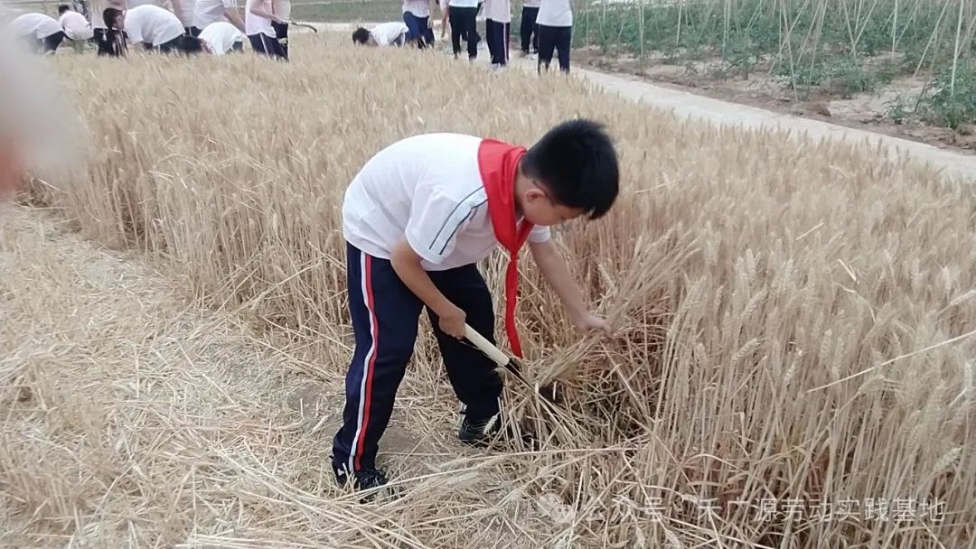 “芒”有所获,“种”有所得——科奥小学五年级劳动实践活动 第12张