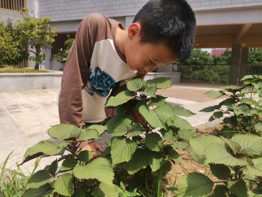 妙笔绘百草 丹心传国粹——合肥市习友小学五年级中草药种植系列活动 第2张