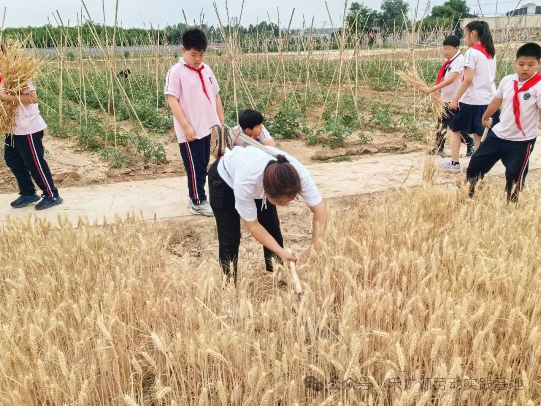 “芒”有所获,“种”有所得——科奥小学五年级劳动实践活动 第19张