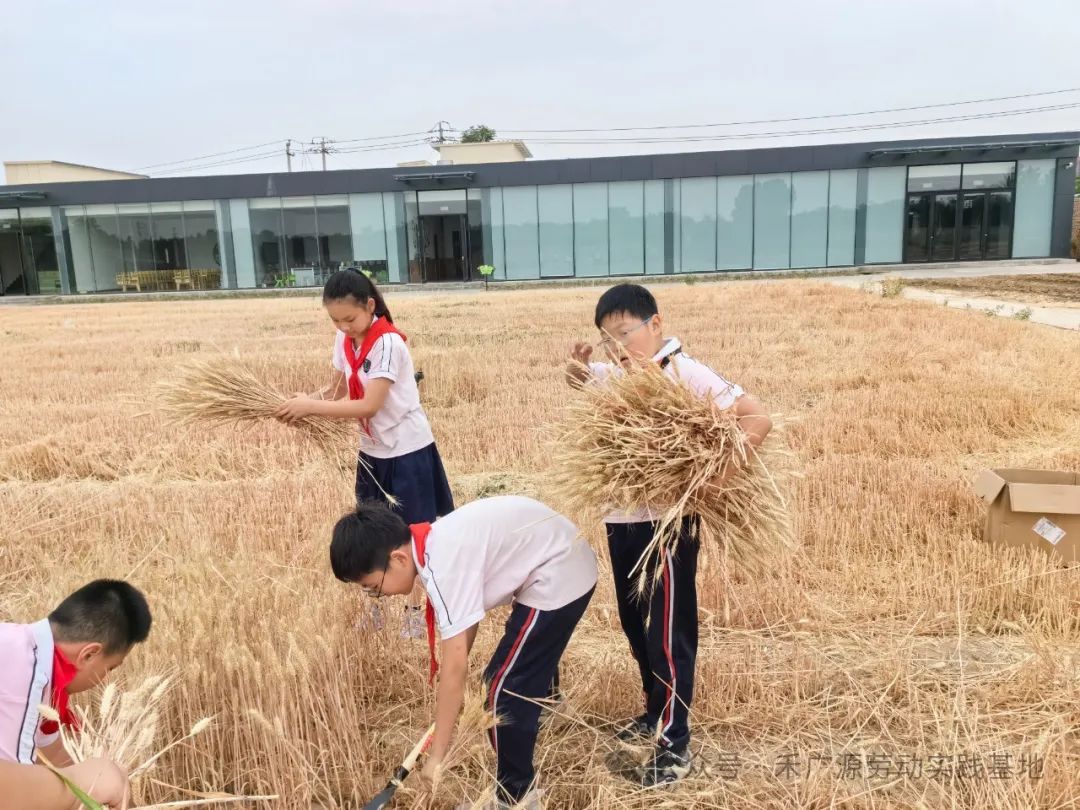 “芒”有所获,“种”有所得——科奥小学五年级劳动实践活动 第21张