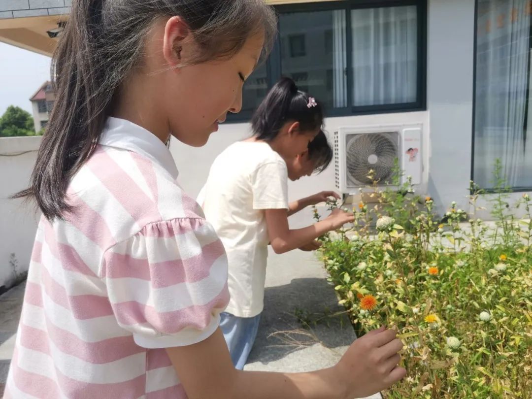 妙笔绘百草 丹心传国粹——合肥市习友小学五年级中草药种植系列活动 第1张