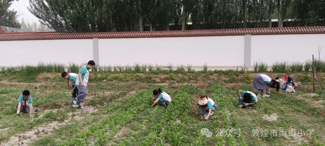 “时节·敦煌 传承有我”敦煌市南街小学开展二十四节气——芒种主题活动 第22张