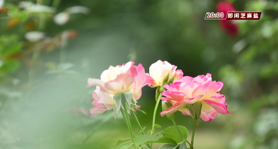 雷雨+38℃高温……高考天气出炉! 第4张