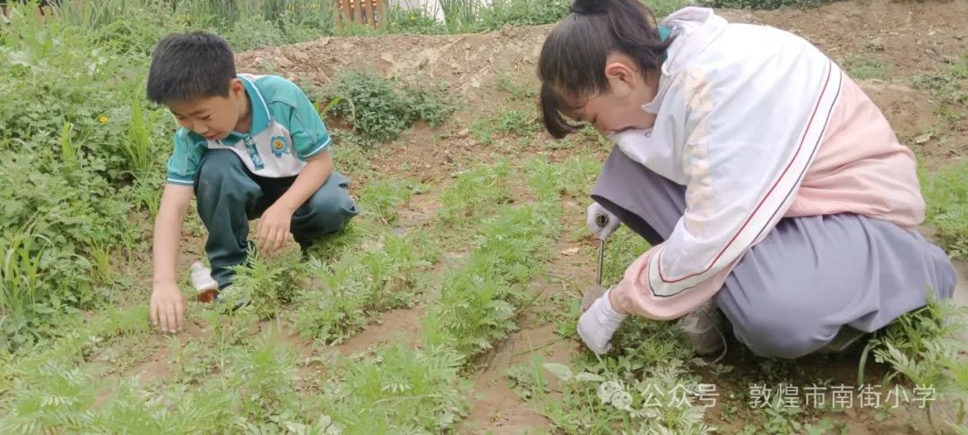 “时节·敦煌 传承有我”敦煌市南街小学开展二十四节气——芒种主题活动 第20张