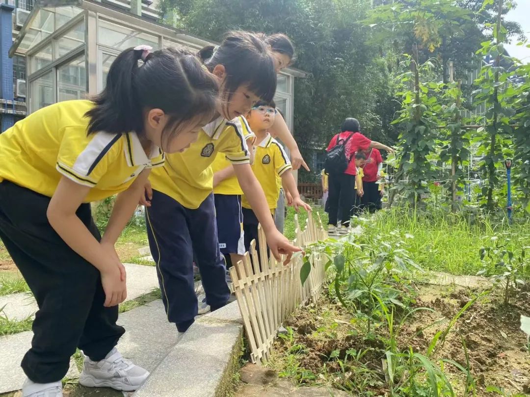 趣探小学,幼见成长 第72张