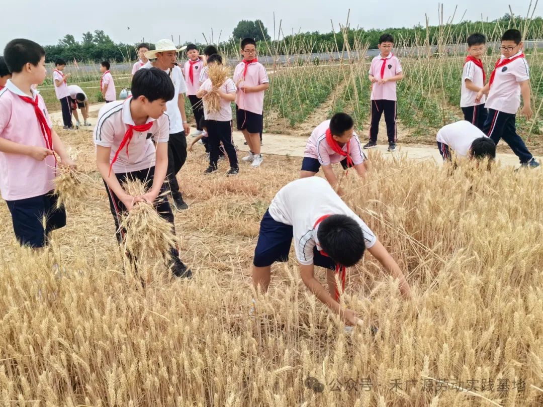 “芒”有所获,“种”有所得——科奥小学五年级劳动实践活动 第20张