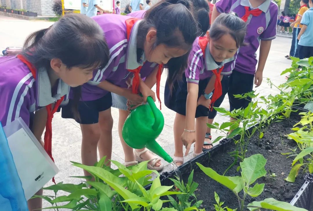 校园活动 | 永州市映山小学:“蔬”香漫校园,实践促成长 第19张